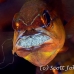 cardinalfish_goldbelly_bhr_tam_h_0260_bal6100.jpg
